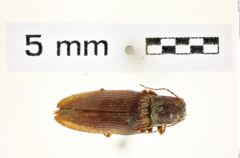 Foto (Dorsalansicht) von Dixicollis divaricatus (LeConte, 1853) (NHMW-ZOO-COL-0008336)